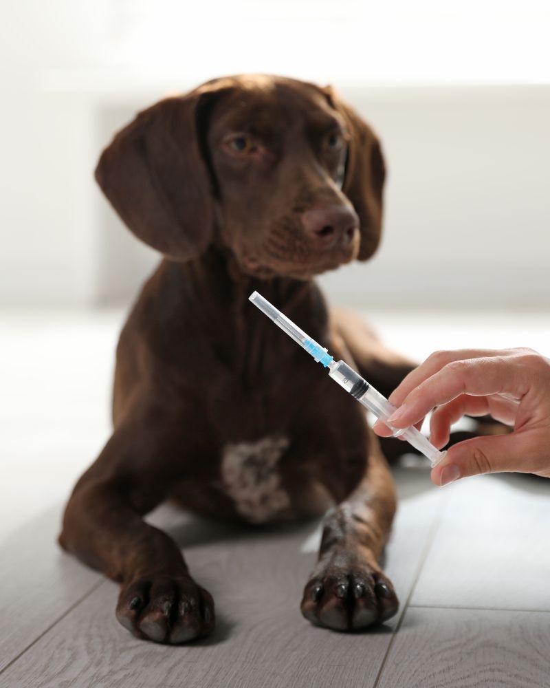 a hand holding a syringe to a dog