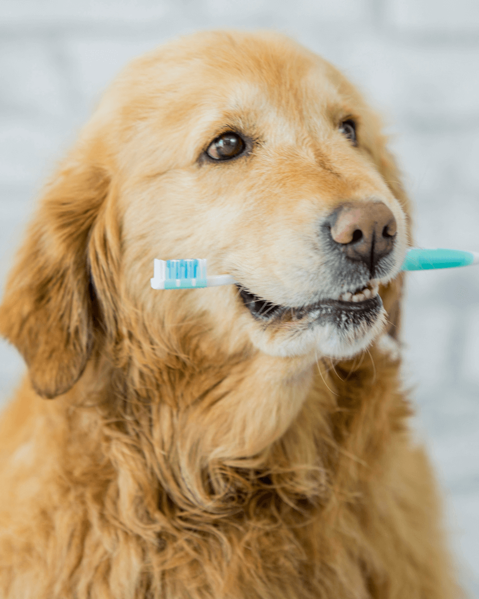 a dog holding a toothbrush in its mouth