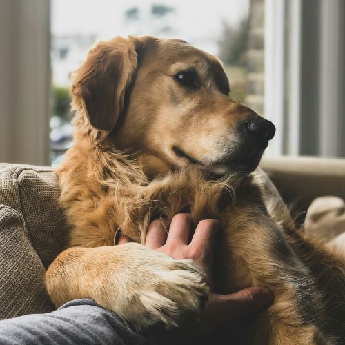 A golden retriever comfortably sitting on a person's lap