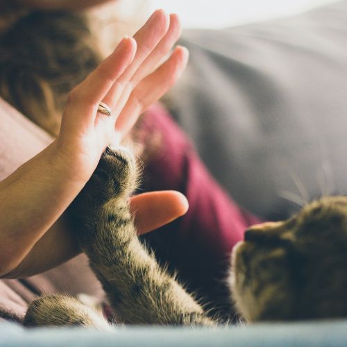 A woman gently pets a cat while raising her hand